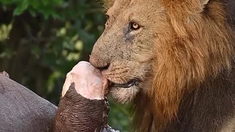 Lion having his meal.. #lion #hungry