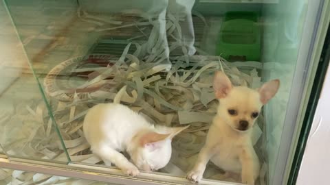 Two Cute Chihuahua Puppie #short