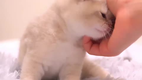 Cute cat | funny cat | animal cute videos