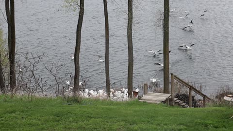 Pelicans Feeding