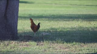 A Chicken Hanging out at a Florida Rest Stop?