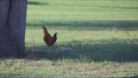 A Chicken Hanging out at a Florida Rest Stop?