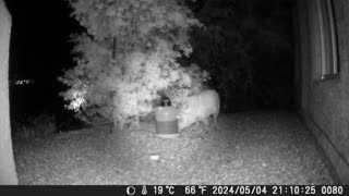 Javelina family, one pushed the water dispenser over the hill