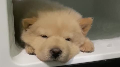 Chow Chow Puppy Stays Cool in the Fridge