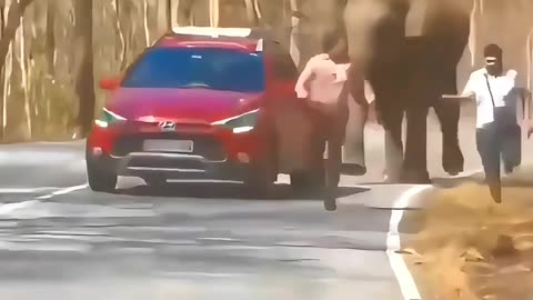 A Wild Elephant Suddenly Charges!