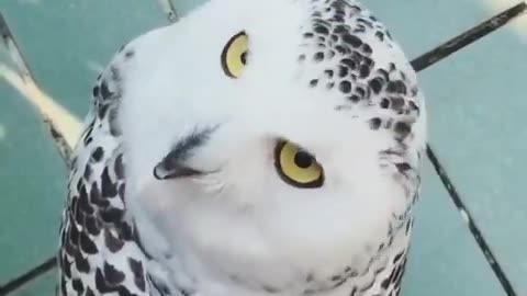 The Head Of This Amazing Owl Turns 270 Degrees #shorts #shortvideo #video #virals #videoviral