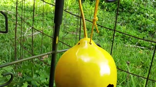 Birdhouse Gourd Bird Houses