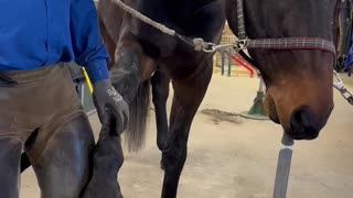 Farrier Has a New Apprentice