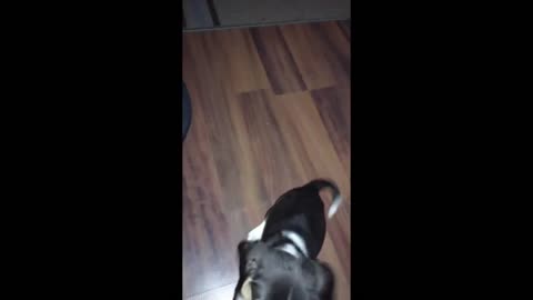 Daisy as a Puppy! - Great Country Music 2023 - #Rumblevideos