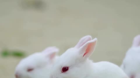 Cute rabbit