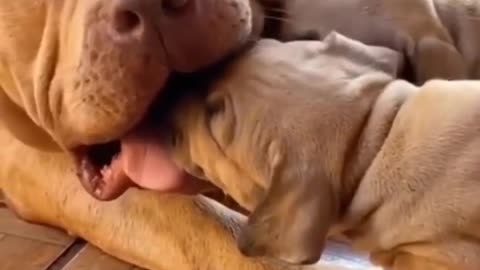 Cute Dog playing with its Babies