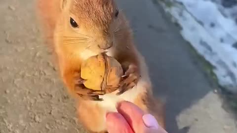 Adorable squirrel spotted taking snacks by human😊😊
