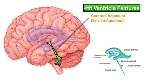 Ventricles of the Brain_ Anatomy and Cerebrospinal Fluid (CSF) Circulation