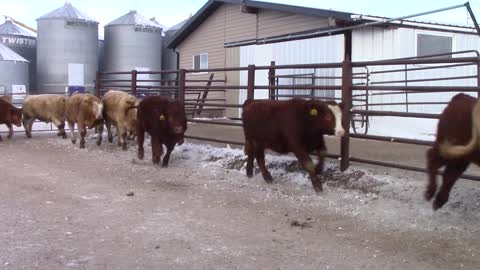 Schmidt Land & Cattle Char X Red X Steers