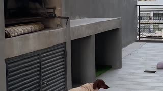 Chilly Dachshund Wears Blanket On Terrace