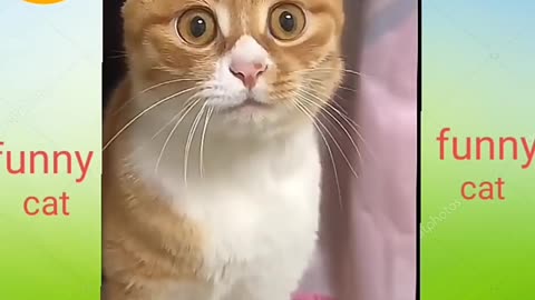 Funny cat moments