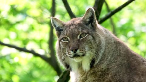 Lynx predator dangerous