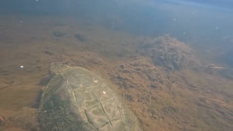 Snapping Turtle