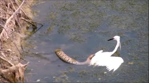 Heron & snake fight