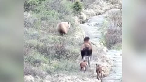 unbelievable moose attacks bear to defend her calf