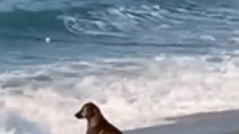 cachorro pensativo na praia