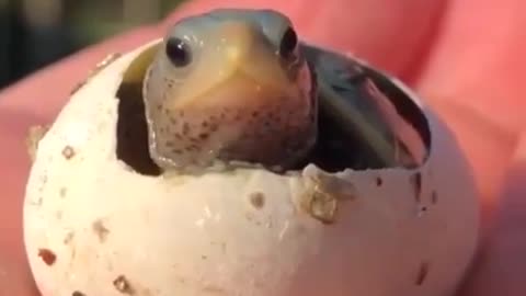 Baby Turtle Views World For First Time