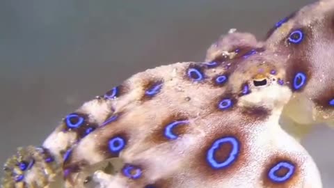 The Blue-Ringed Octopus Carries Enough Venom To Kill A Human In As Little As 20 Minutes!