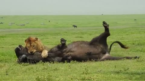 Amazing Footage of a Male Lion Taking Down a Buffalo with Consumate Ease Befofe your Very Eyes!