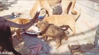 feeding cute homeless puppies