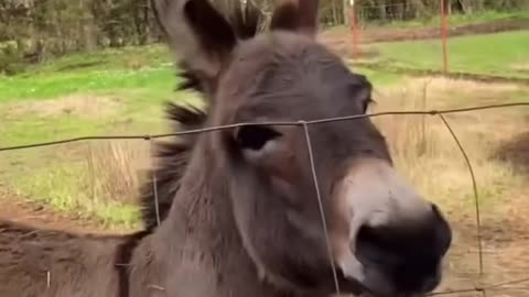 Donkey loves rubber chicken