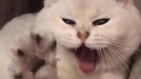 CUTE CAT FUNNY VIDEO