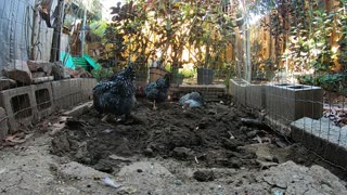 Backyard Chickens Dirt Bath Relaxing Peaceful Video!
