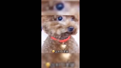 Dog Funny Video 2023