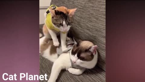 funniest cats compilation cute and funny cats try not to laugh