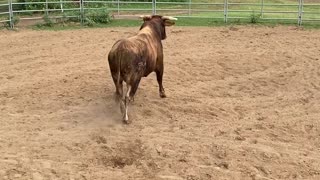 Huge Bull Gets Adjusted 🤯