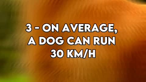 7 fun facts about dogs