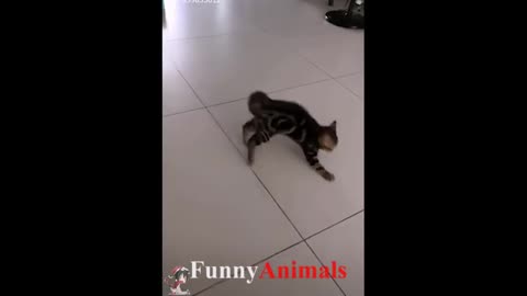 Cute cat and kittens doing funny things