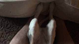 Beagle pounds the pillow like a DRUM!