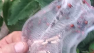 Ladybug release