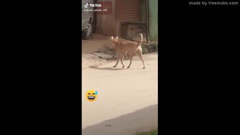 Super Funny Animal Video that Will Make You Laugh Out Loud | Keep Laughing