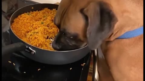 hungry dog