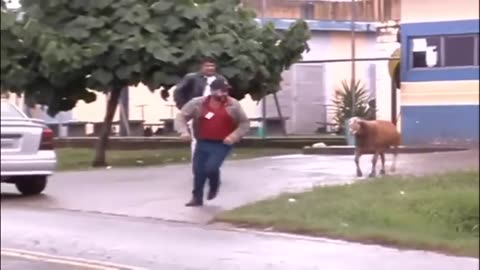 Crazy Goat attack people