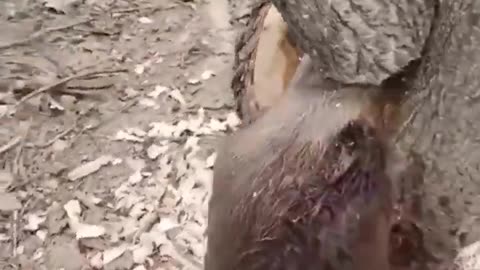 Beaver Crushed By Tree