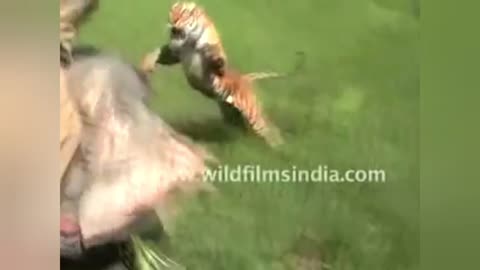 tiger attacks tourist
