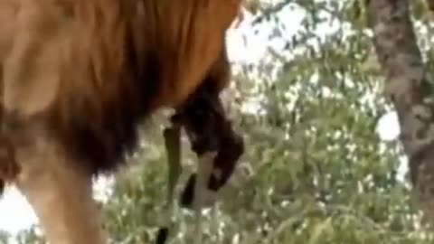 Tree Climbing male lion#shorts/#wildlife