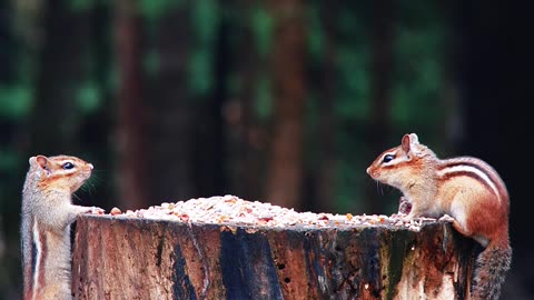 chipmunk vs chipmunk