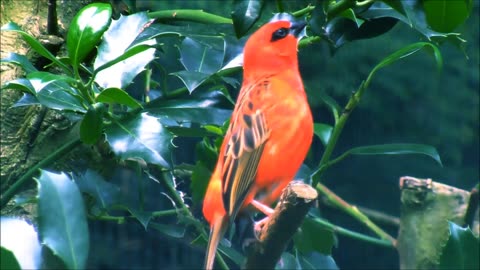 Red Fody Singing