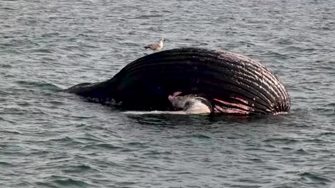 WHALE MEAT AGAIN: Coastguards Recover Giant Whale Carcass Floating In Sea