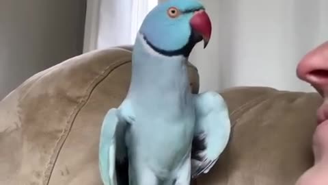 Cute parrot