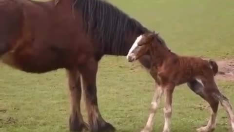 Adorable newborn foal takes first steps